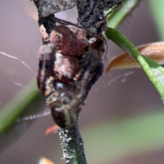 Stephanopis sp. (genus) (Knobbly crab spider) at Braddon, ACT - 12 Jan 2024 by Hejor1