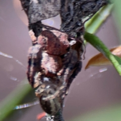 Stephanopis sp. (genus) at City Renewal Authority Area - 12 Jan 2024