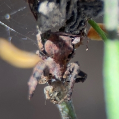 Stephanopis sp. (genus) at City Renewal Authority Area - 12 Jan 2024