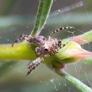 Araneus hamiltoni at City Renewal Authority Area - 12 Jan 2024