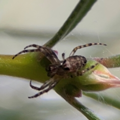 Araneus hamiltoni at City Renewal Authority Area - 12 Jan 2024