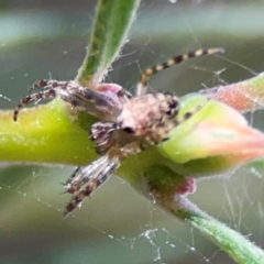 Araneus hamiltoni at City Renewal Authority Area - 12 Jan 2024