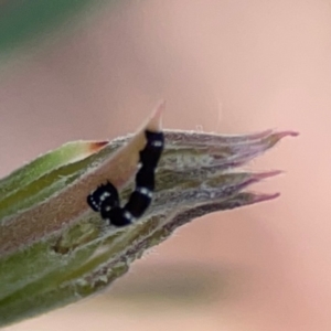 Pholodes sinistraria at City Renewal Authority Area - 12 Jan 2024