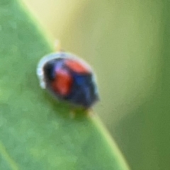 Diomus notescens (Little two-spotted ladybird) at City Renewal Authority Area - 12 Jan 2024 by Hejor1