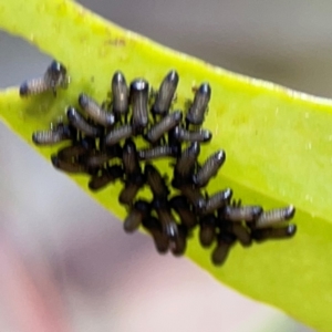 Paropsisterna cloelia at City Renewal Authority Area - 12 Jan 2024