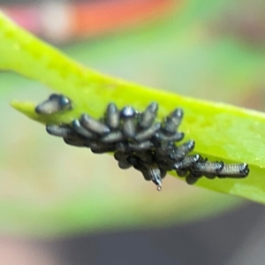 Paropsisterna cloelia at City Renewal Authority Area - 12 Jan 2024