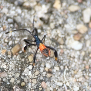 Coreidae (family) at City Renewal Authority Area - 12 Jan 2024