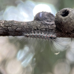 Anestia (genus) (A tiger moth) at City Renewal Authority Area - 12 Jan 2024 by Hejor1