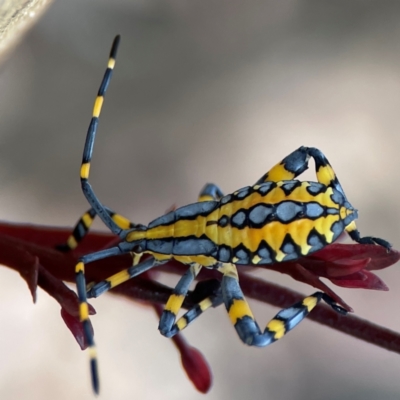 Amorbus alternatus (Eucalyptus Tip Bug) at Braddon, ACT - 12 Jan 2024 by Hejor1