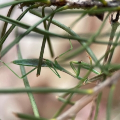 Pseudomantis albofimbriata (False garden mantis) at City Renewal Authority Area - 12 Jan 2024 by Hejor1