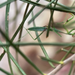 Pseudomantis albofimbriata at City Renewal Authority Area - 12 Jan 2024