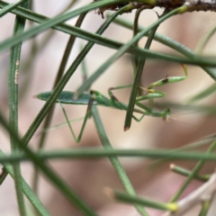 Pseudomantis albofimbriata at City Renewal Authority Area - 12 Jan 2024