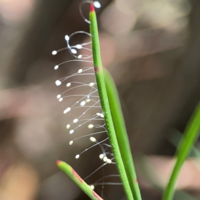 Neuroptera (order) (Unidentified lacewing) at Braddon, ACT - 12 Jan 2024 by Hejor1