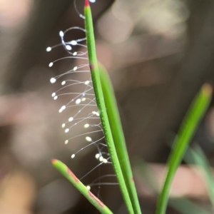 Neuroptera (order) at City Renewal Authority Area - 12 Jan 2024