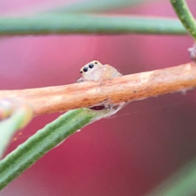 Opisthoncus sp. (genus) (Opisthoncus jumping spider) at City Renewal Authority Area - 12 Jan 2024 by Hejor1