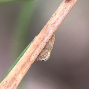 Opisthoncus sp. (genus) at City Renewal Authority Area - 12 Jan 2024