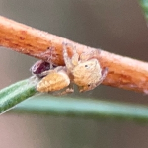 Opisthoncus sp. (genus) at City Renewal Authority Area - 12 Jan 2024