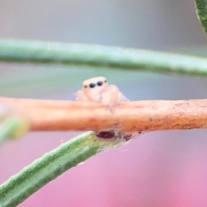 Opisthoncus sp. (genus) at City Renewal Authority Area - 12 Jan 2024