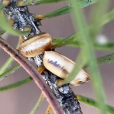 Unidentified Cockroach (Blattodea, several families) at Braddon, ACT - 12 Jan 2024 by Hejor1