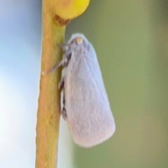 Anzora unicolor at City Renewal Authority Area - 12 Jan 2024