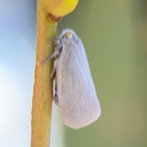 Anzora unicolor at City Renewal Authority Area - 12 Jan 2024