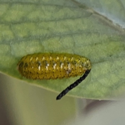 Oxyops sp. (genus) (Oxyops weevil) at City Renewal Authority Area - 12 Jan 2024 by Hejor1