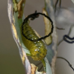 Oxyops sp. (genus) at City Renewal Authority Area - 12 Jan 2024 03:30 PM