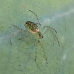 Unidentified Other web-building spider at Braddon, ACT - 12 Jan 2024 by Hejor1