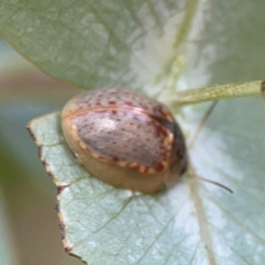 Paropsisterna m-fuscum (Eucalyptus Leaf Beetle) at City Renewal Authority Area - 12 Jan 2024 by Hejor1