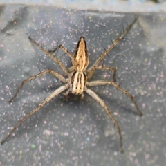 Oxyopes sp. (genus) (Lynx spider) at City Renewal Authority Area - 12 Jan 2024 by Hejor1