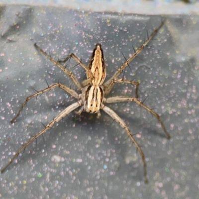 Oxyopes sp. (genus) (Lynx spider) at Braddon, ACT - 12 Jan 2024 by Hejor1