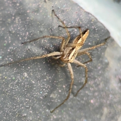 Oxyopes sp. (genus) at City Renewal Authority Area - 12 Jan 2024 03:39 PM