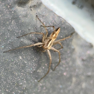 Oxyopes sp. (genus) at City Renewal Authority Area - 12 Jan 2024 03:39 PM