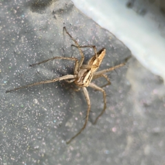 Oxyopes sp. (genus) at City Renewal Authority Area - 12 Jan 2024