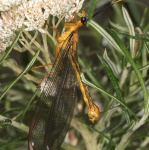 Nymphes myrmeleonoides at Taylor, ACT - 12 Jan 2024 11:48 AM