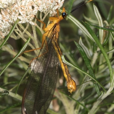 Nymphes myrmeleonoides (Blue eyes lacewing) at Taylor Offset (TLR) - 12 Jan 2024 by kasiaaus