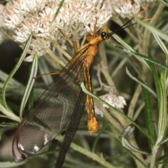 Nymphes myrmeleonoides at Taylor, ACT - 12 Jan 2024