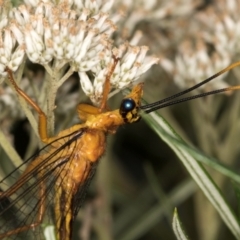 Nymphes myrmeleonoides at Taylor, ACT - 12 Jan 2024 11:48 AM