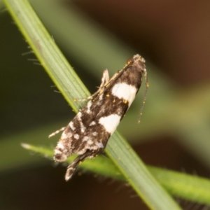 Glyphipterix chrysoplanetis at Casey, ACT - 12 Jan 2024 12:14 PM