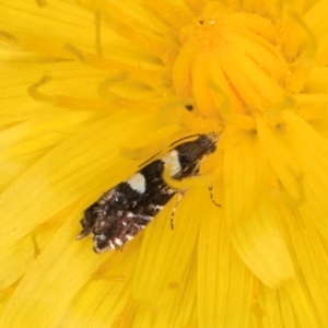 Glyphipterix chrysoplanetis at Casey, ACT - 12 Jan 2024 12:14 PM