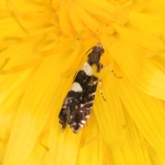 Glyphipterix chrysoplanetis at Casey, ACT - 12 Jan 2024 12:14 PM