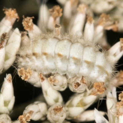 Lepidoptera unclassified IMMATURE (caterpillar or pupa or cocoon) at Taylor, ACT - 12 Jan 2024 by kasiaaus