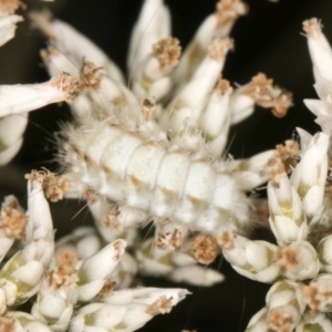 Lepidoptera unclassified IMMATURE at Taylor, ACT - 12 Jan 2024