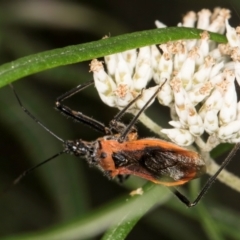 Gminatus australis (Orange assassin bug) at Taylor, ACT - 12 Jan 2024 by kasiaaus
