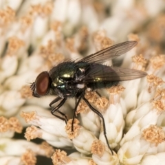 Lucilia sp. (genus) (A blowfly) at Taylor Offset (TLR) - 12 Jan 2024 by kasiaaus