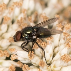 Lucilia sp. (genus) at Taylor, ACT - 12 Jan 2024