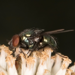 Lucilia sp. (genus) at Taylor, ACT - 12 Jan 2024