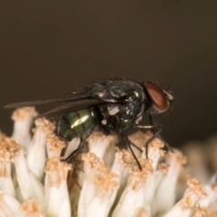 Lucilia sp. (genus) at Taylor, ACT - 12 Jan 2024