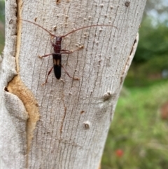 Epithora dorsalis (Longicorn Beetle) at Burradoo, NSW - 12 Jan 2024 by GlossyGal