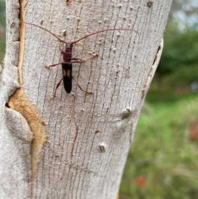 Epithora dorsalis (Longicorn Beetle) at Burradoo, NSW - 12 Jan 2024 by GlossyGal